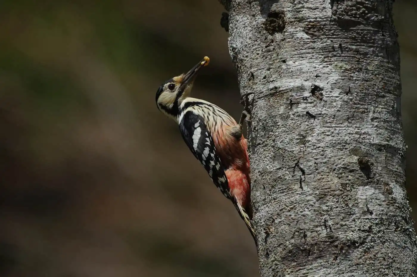 野鳥・オオアカゲラの写真画像