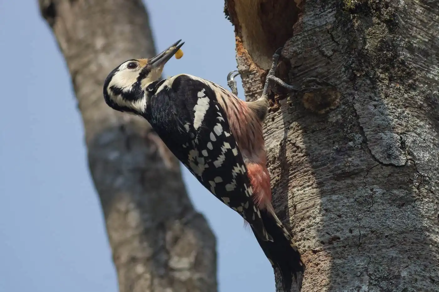 野鳥・オオアカゲラの写真画像