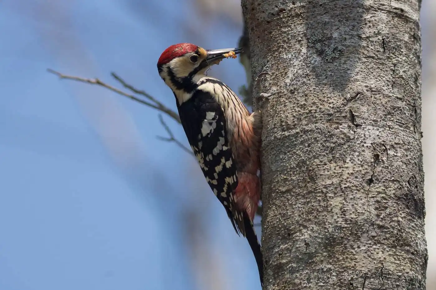野鳥・オオアカゲラの写真画像