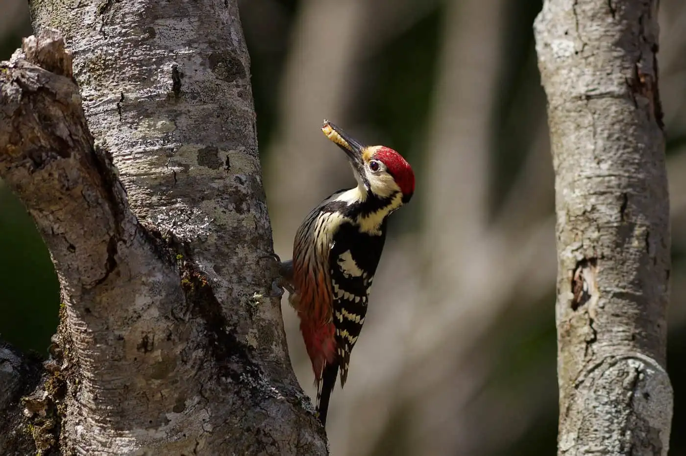 野鳥・オオアカゲラの写真画像