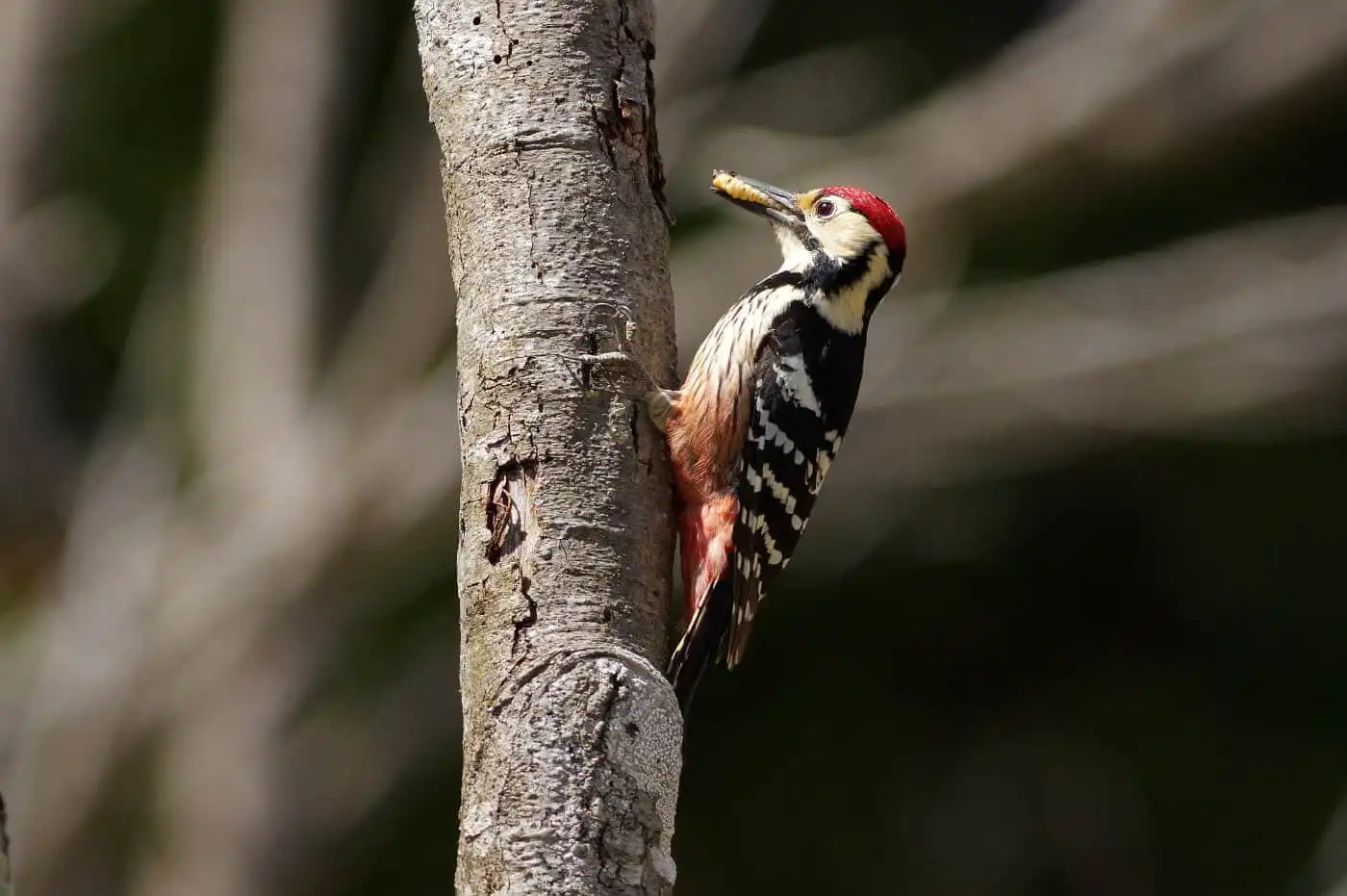野鳥・オオアカゲラの写真画像