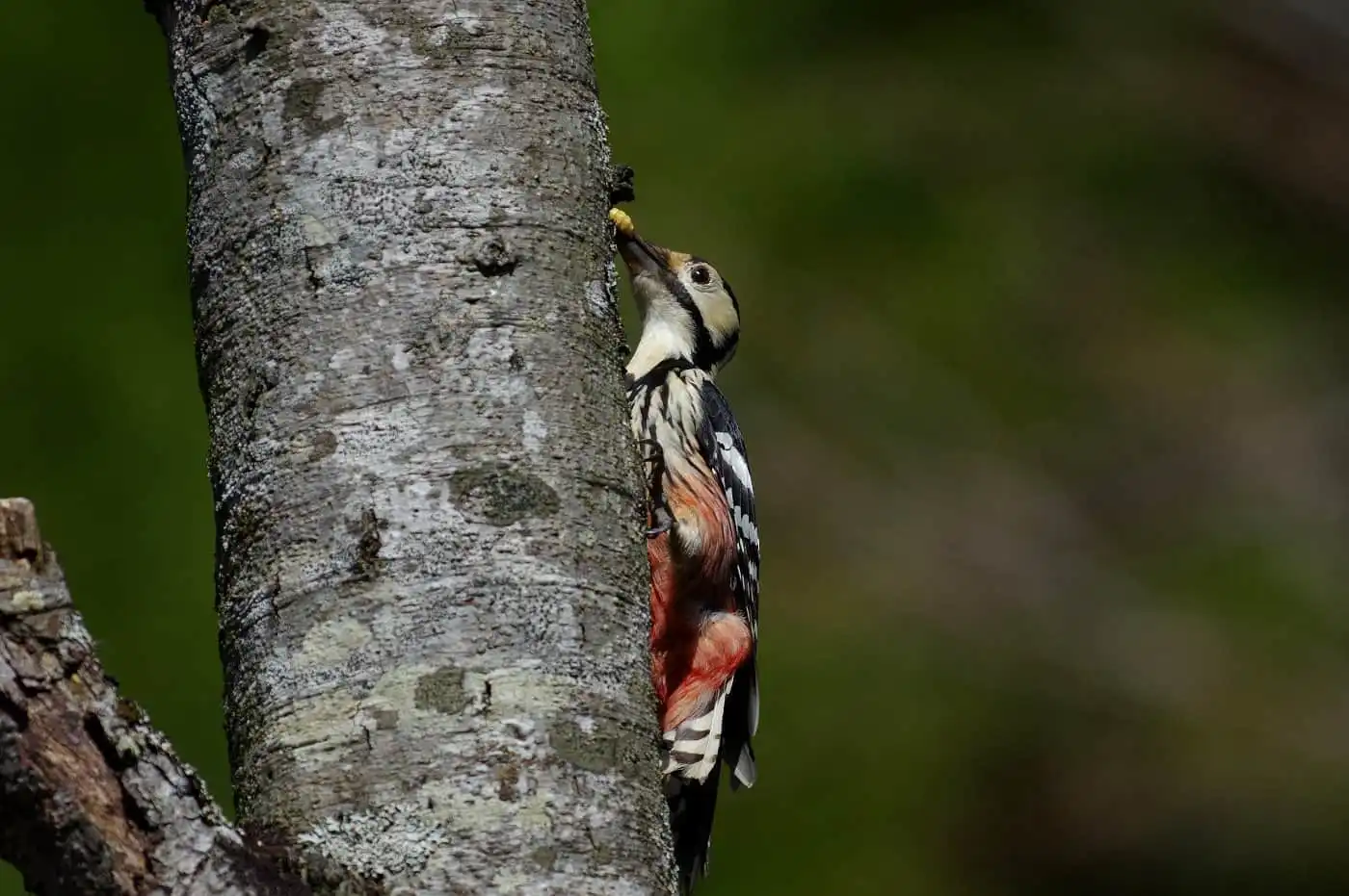 野鳥・オオアカゲラの写真画像