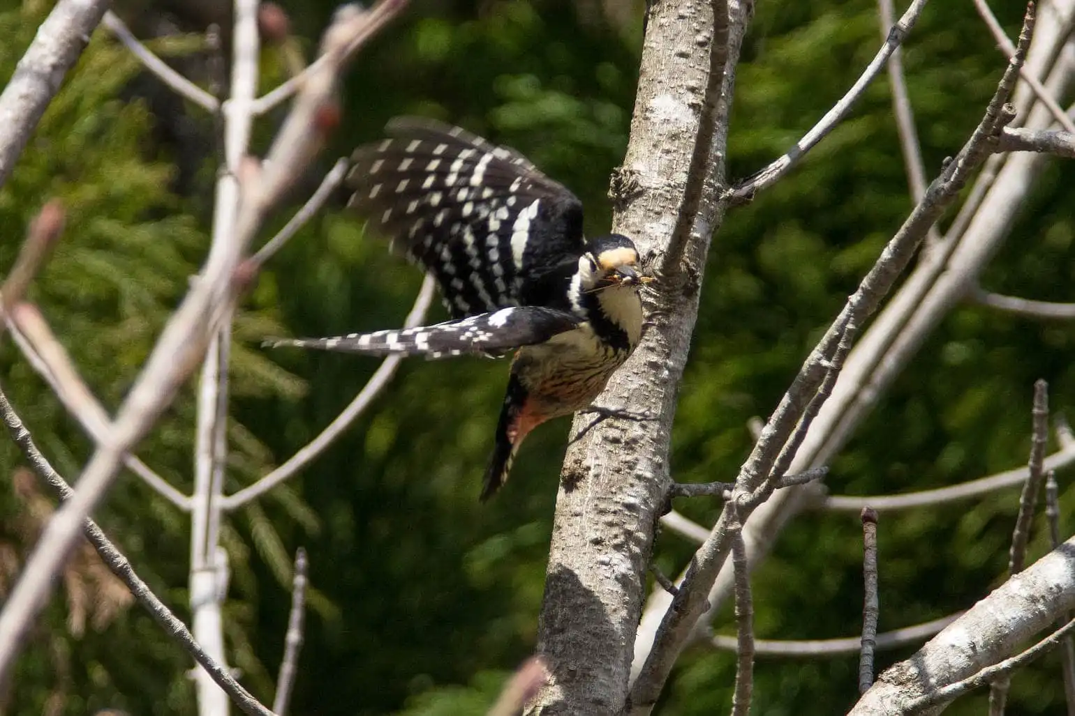 野鳥・オオアカゲラの写真画像