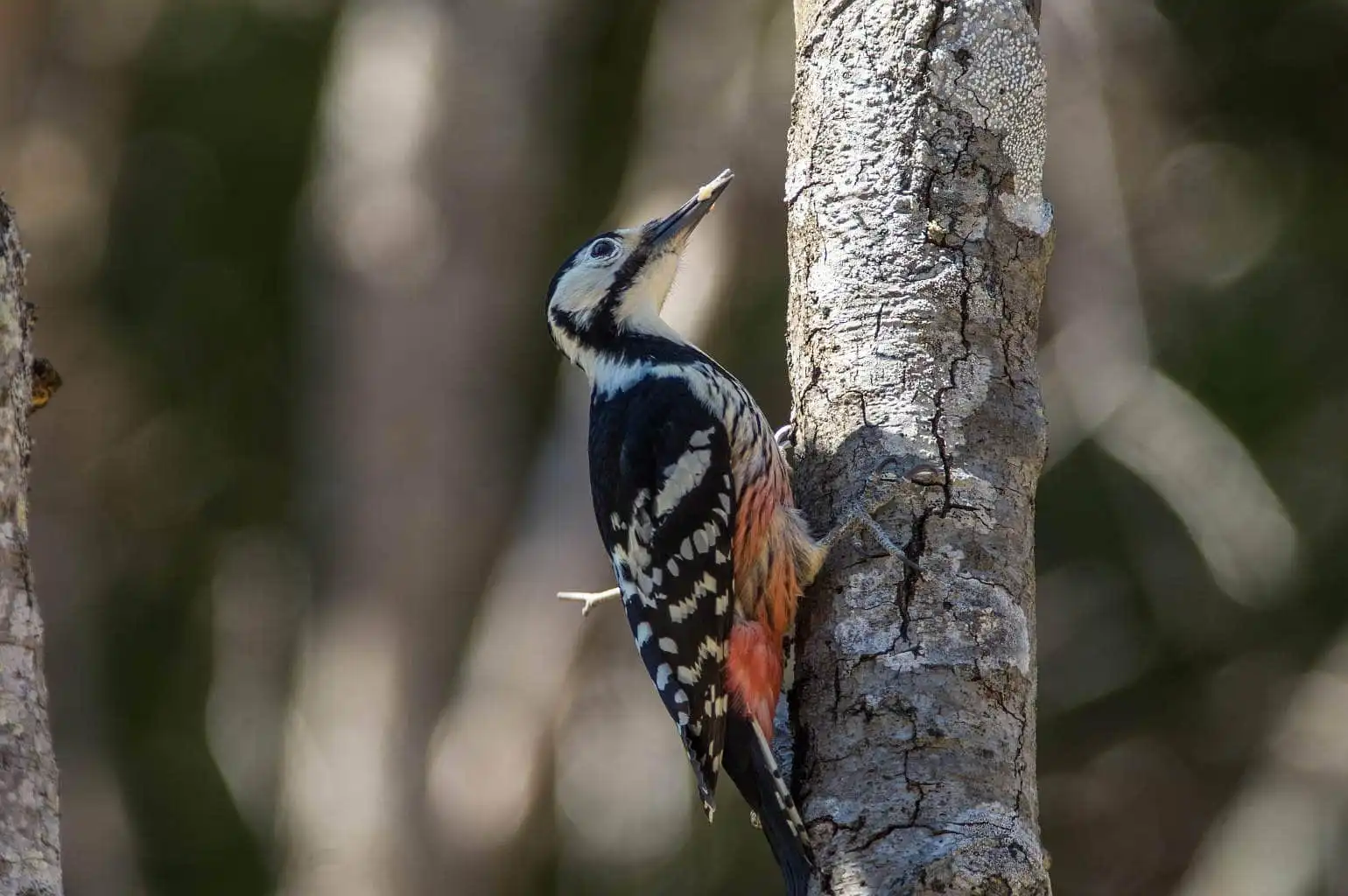 野鳥・オオアカゲラの写真画像