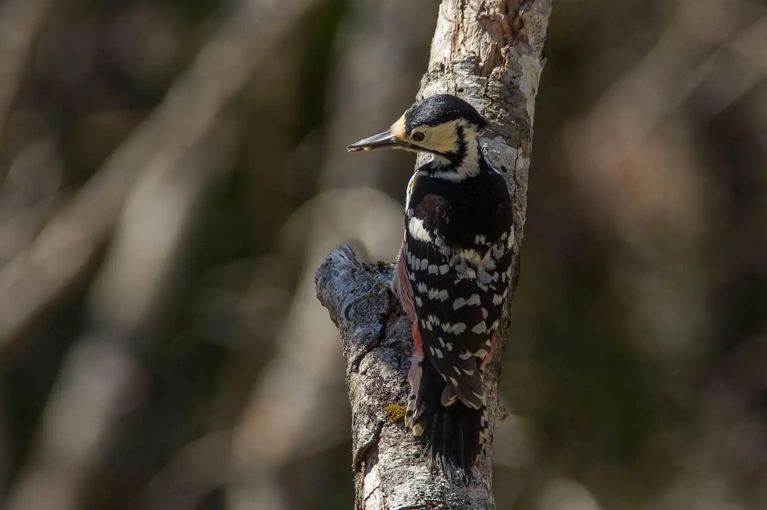 野鳥・オオアカゲラの写真画像