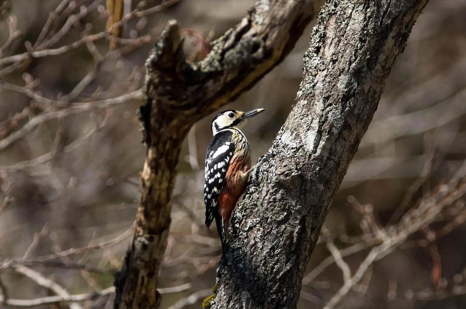 野鳥・オオアカゲラの写真画像