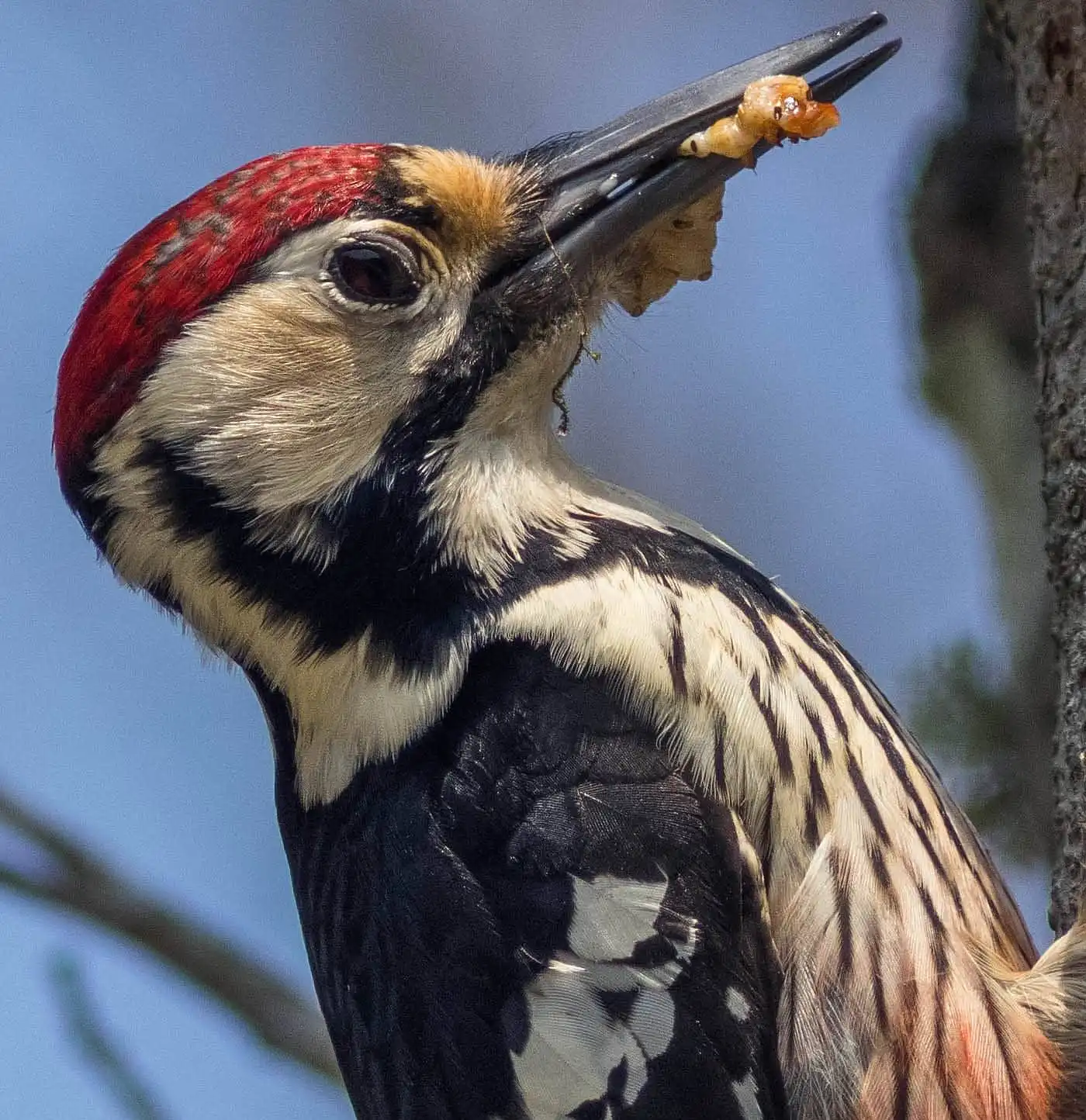 野鳥・オオアカゲラの写真画像