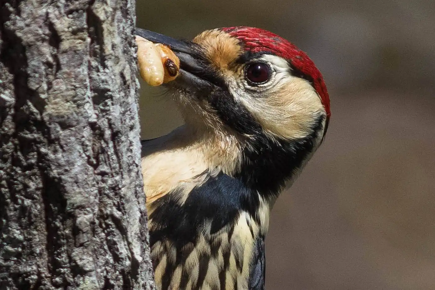 野鳥・オオアカゲラの写真画像