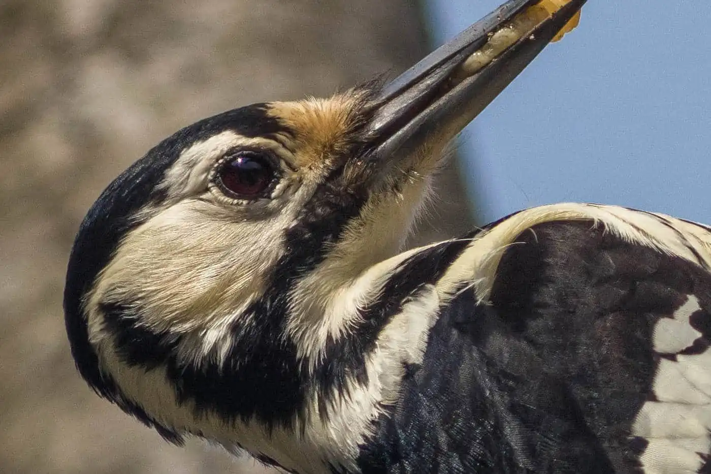 野鳥・オオアカゲラの写真画像