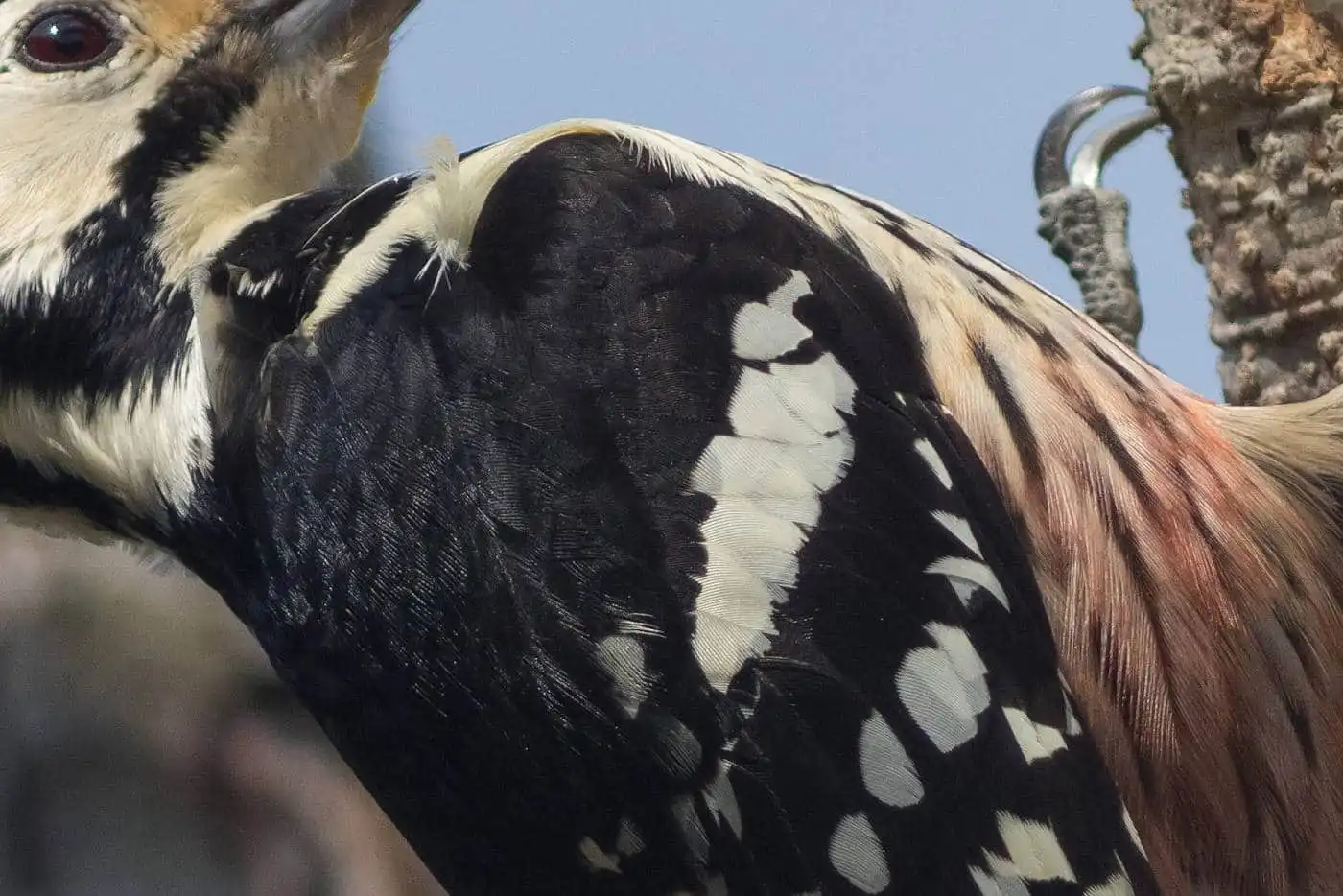 野鳥・オオアカゲラの写真画像