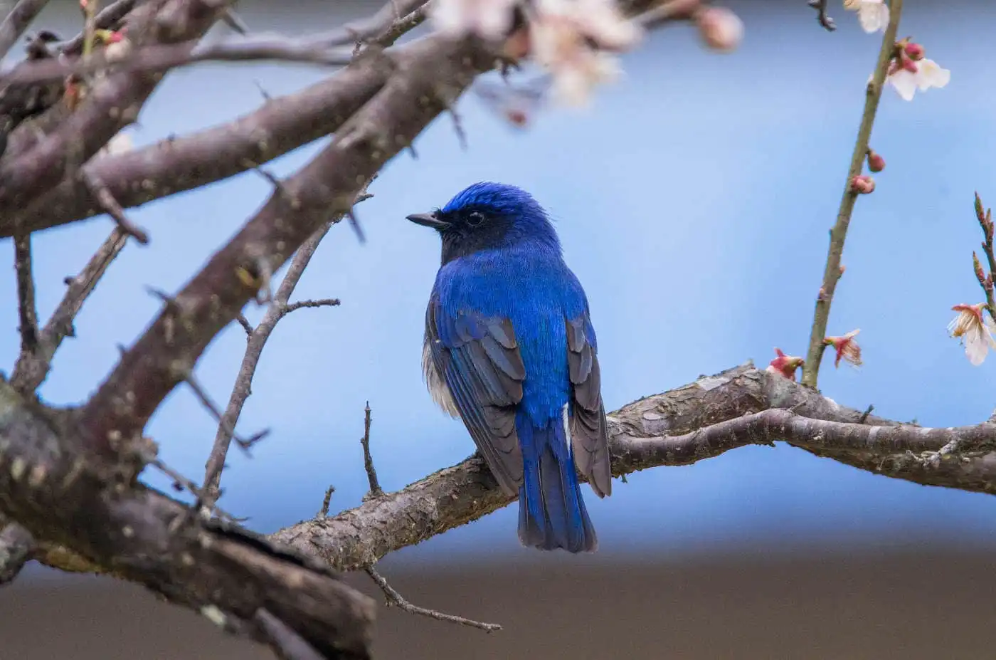 野鳥写真・オオルリの写真