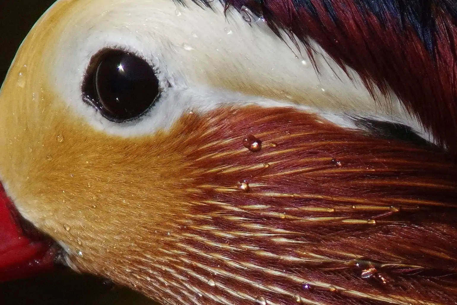 野鳥画像・オシドリの写真