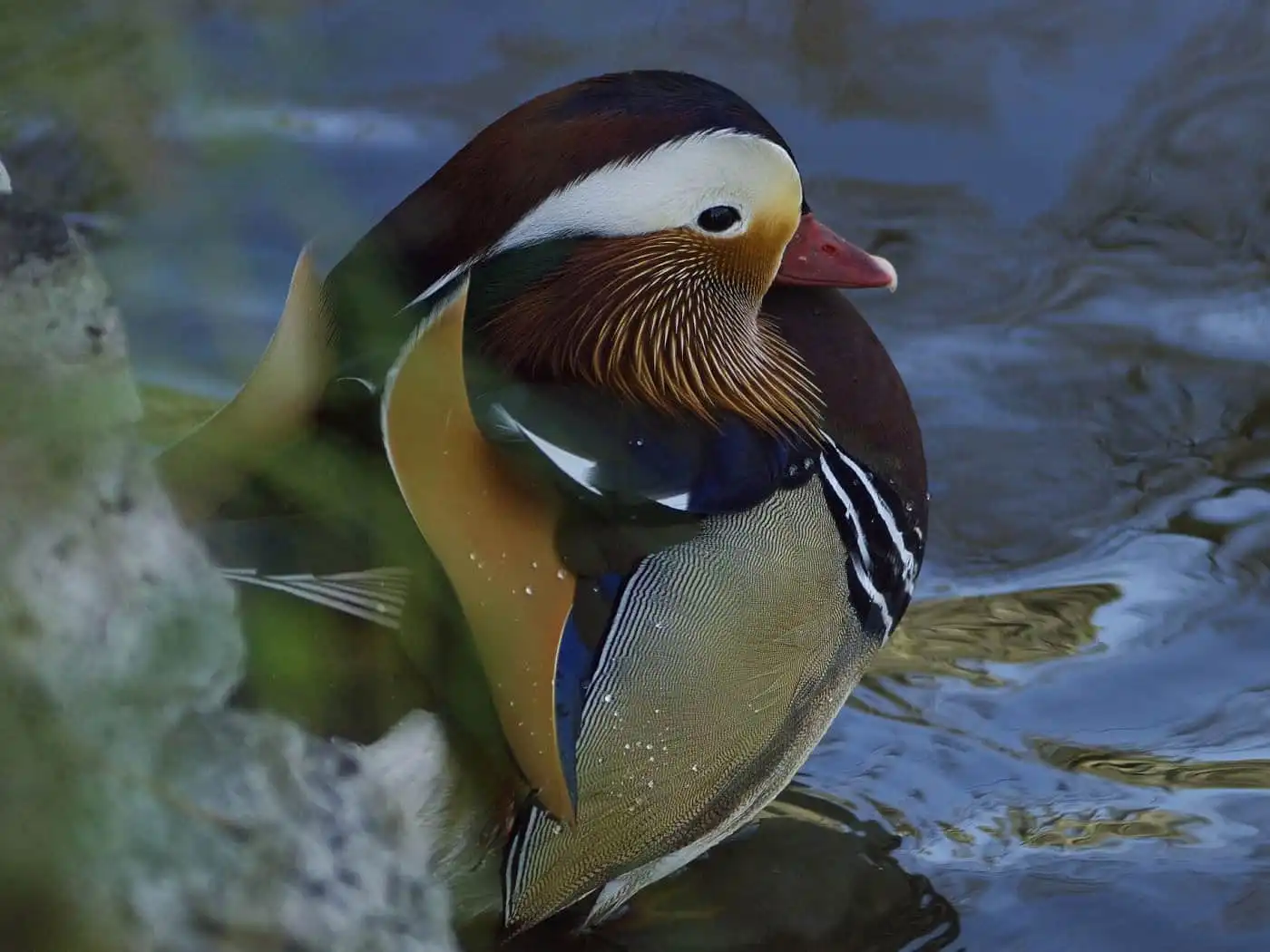 野鳥画像・オシドリの写真