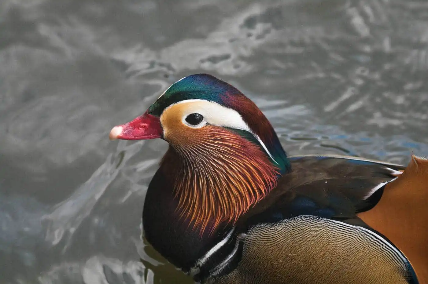 野鳥画像・オシドリの写真