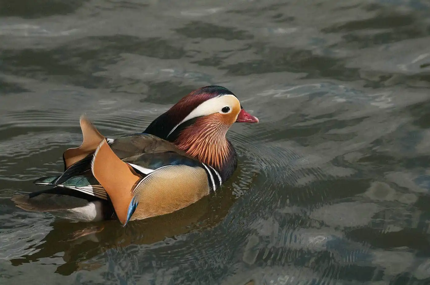 野鳥画像・オシドリの写真