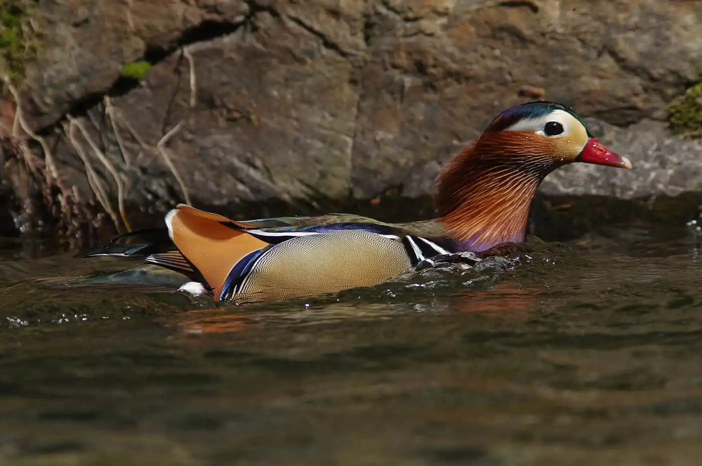 野鳥画像・オシドリの写真