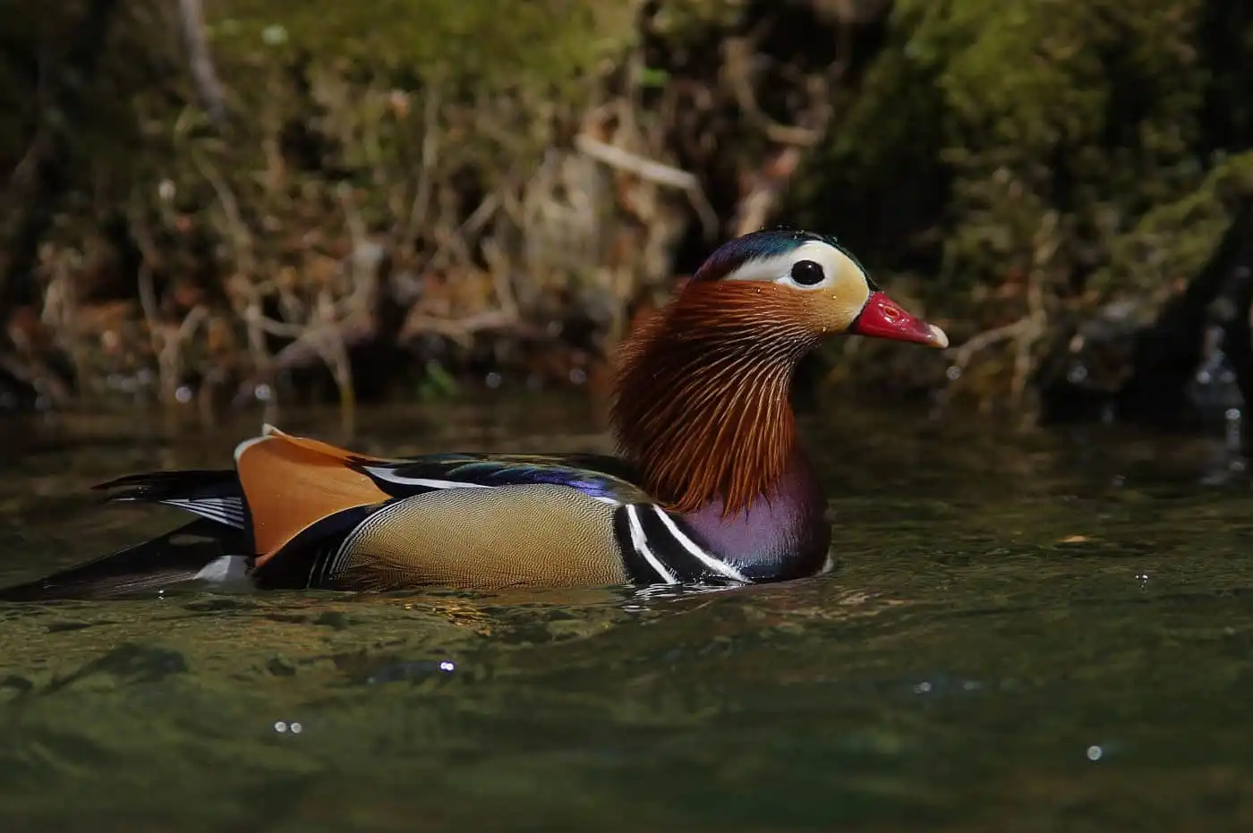 野鳥画像・オシドリの写真