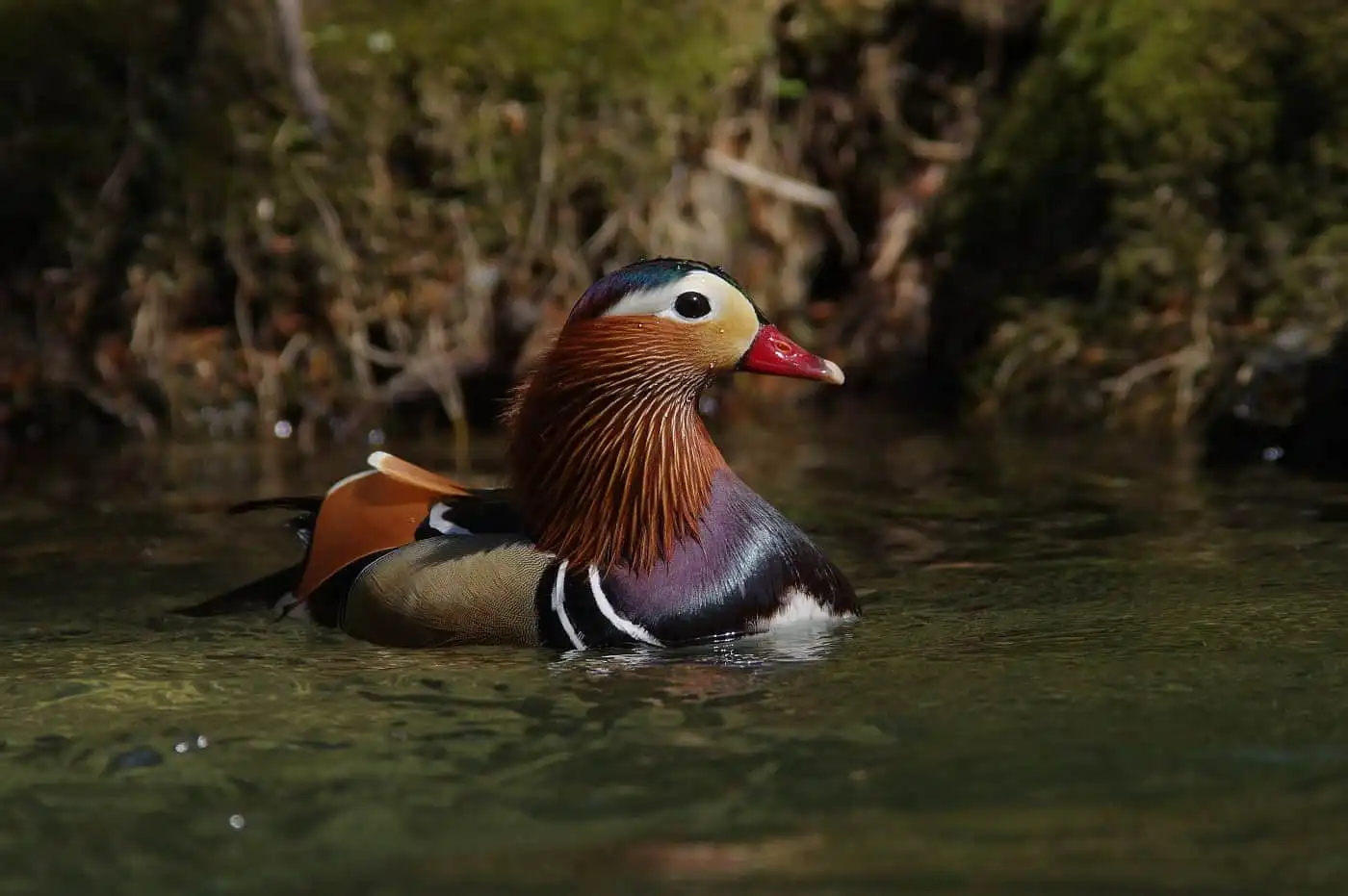 野鳥画像・オシドリの写真
