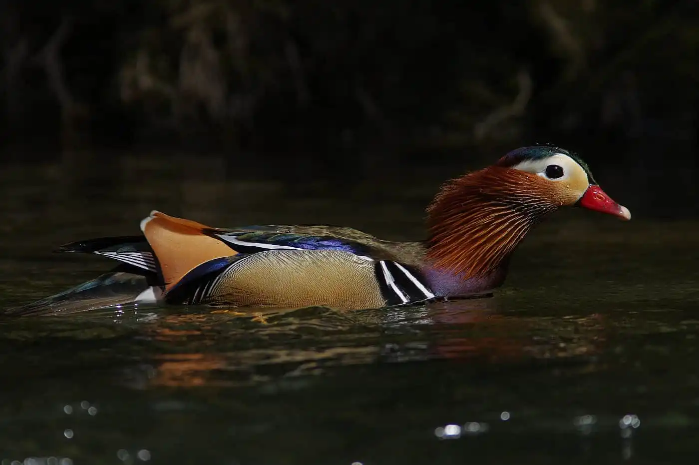 野鳥画像・オシドリの写真