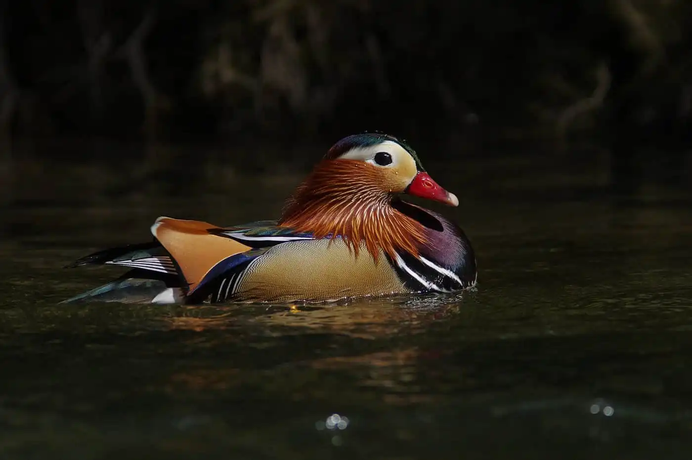 野鳥画像・オシドリの写真