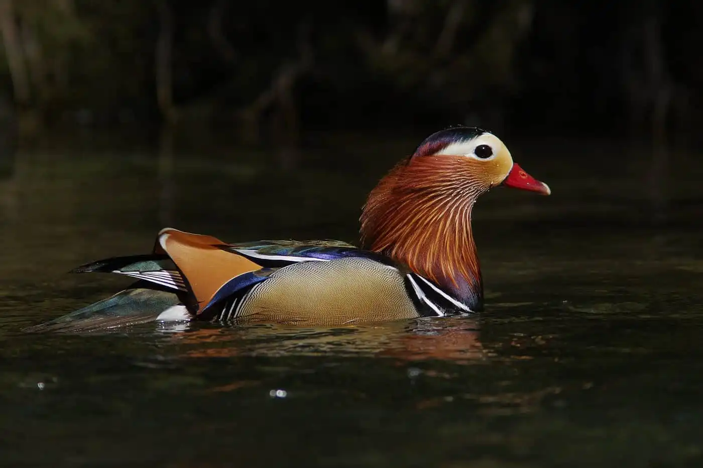 野鳥画像・オシドリの写真