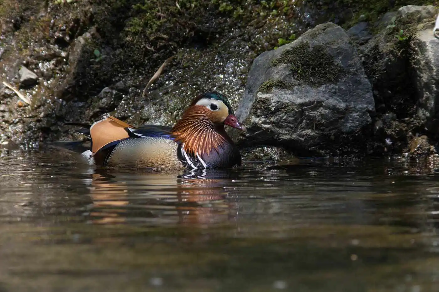 野鳥画像・オシドリの写真