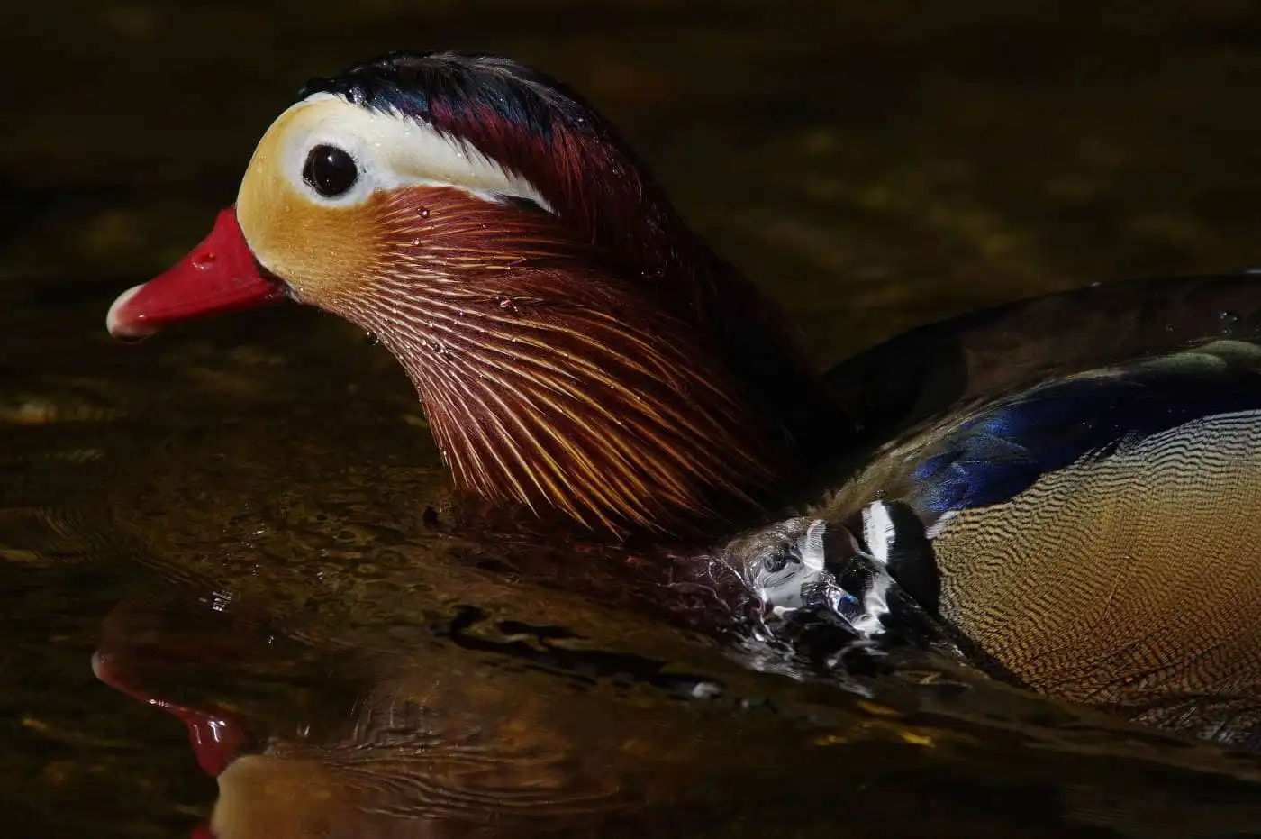 野鳥画像・オシドリの写真