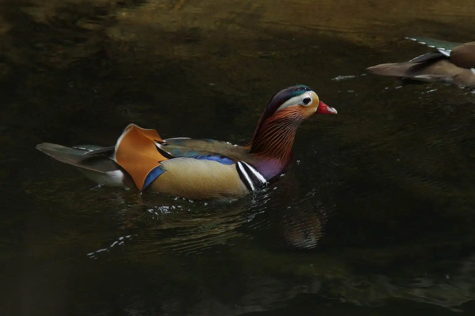 野鳥画像・オシドリの写真