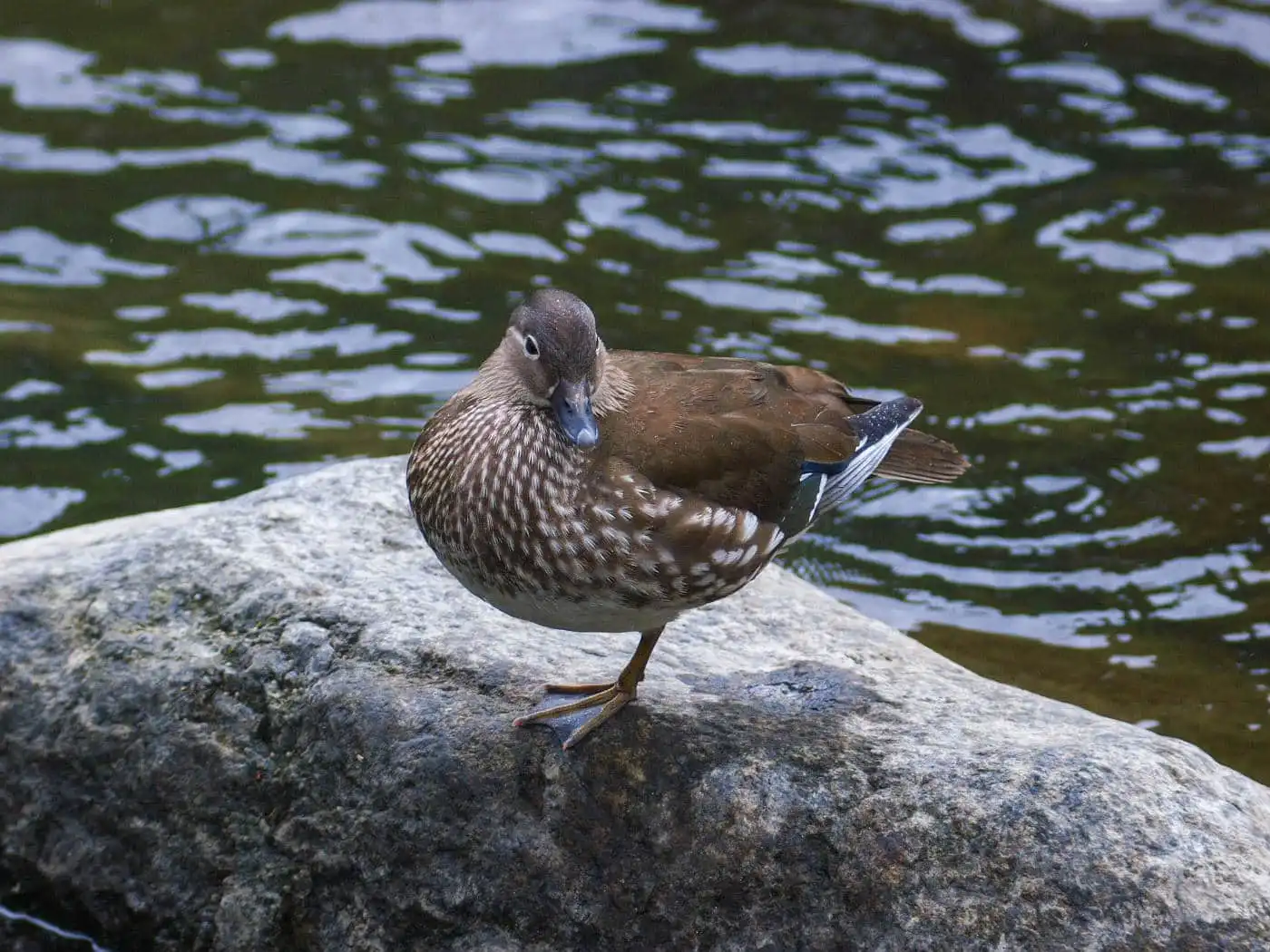 野鳥画像・オシドリの写真