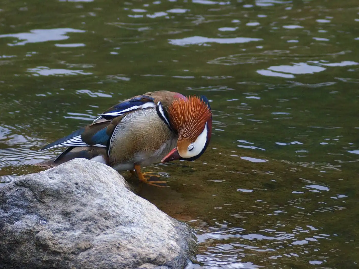 野鳥画像・オシドリの写真