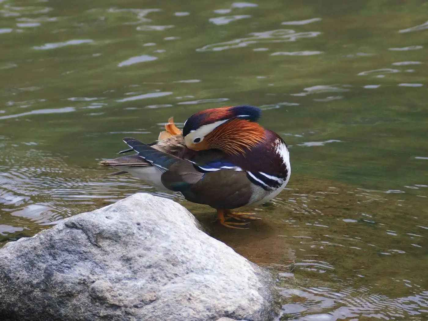 野鳥画像・オシドリの写真