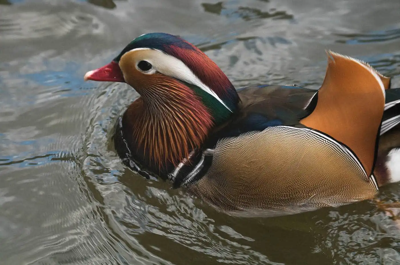 野鳥画像・オシドリの写真