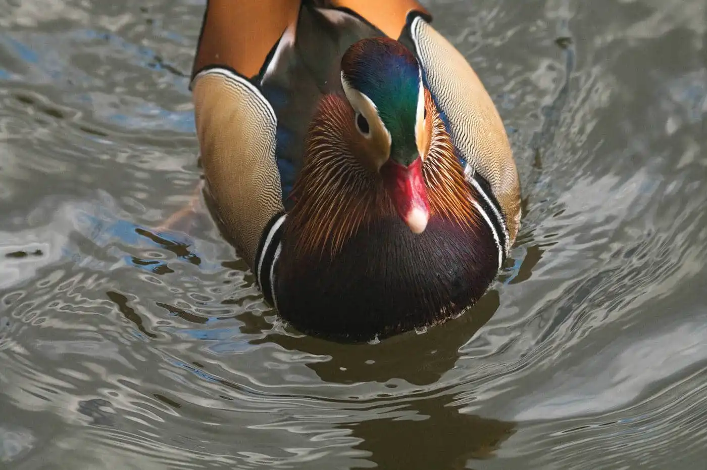 野鳥画像・オシドリの写真