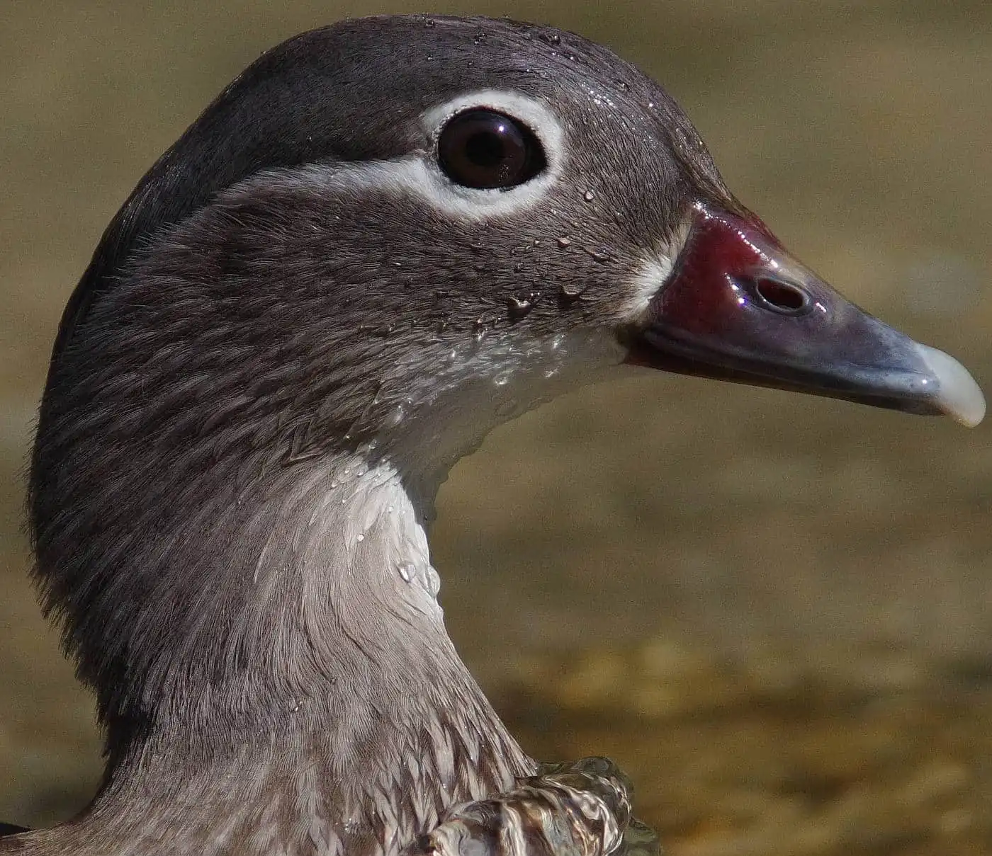 野鳥画像・オシドリの写真