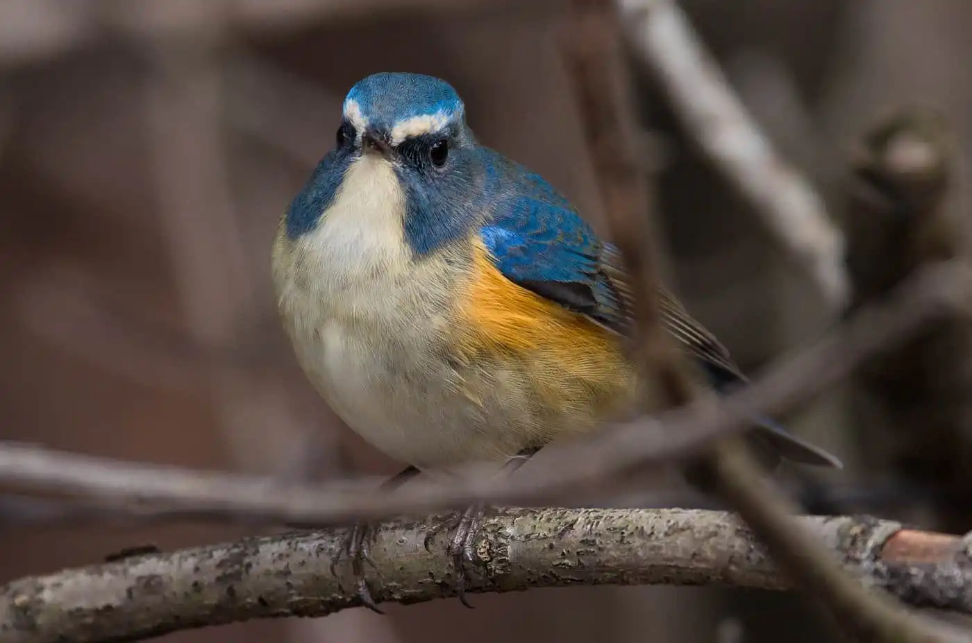 野鳥写真・ルリビタキの写真