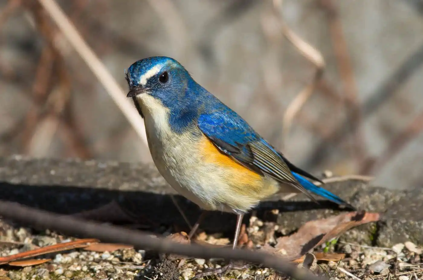 野鳥写真・ルリビタキの写真