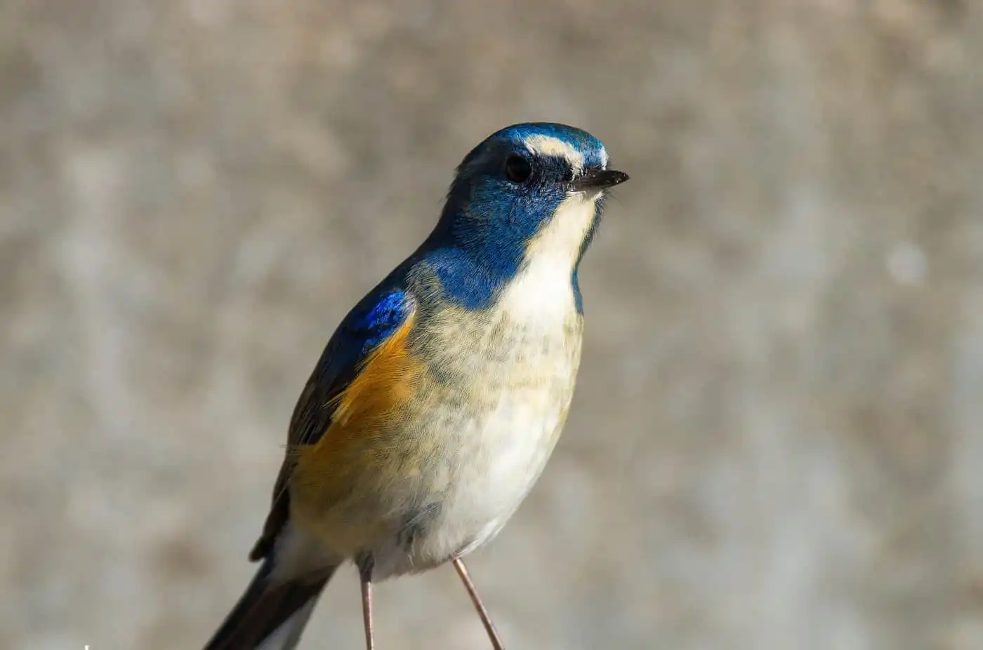 野鳥写真・ルリビタキの写真