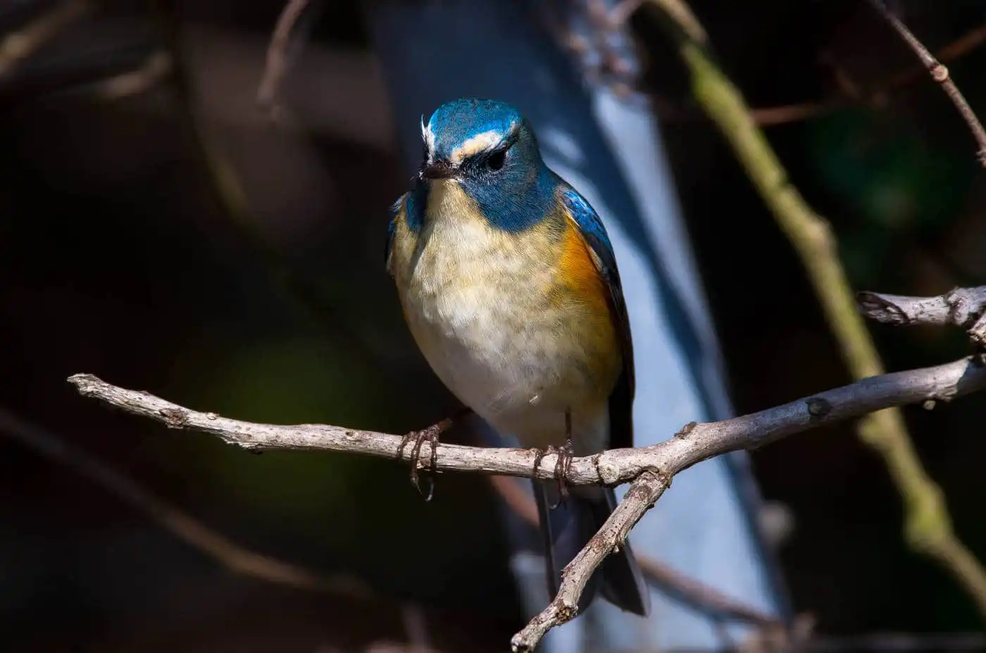 野鳥写真・ルリビタキの写真