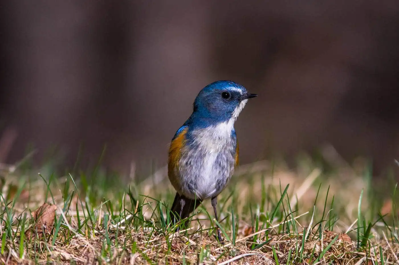 野鳥写真・ルリビタキの写真