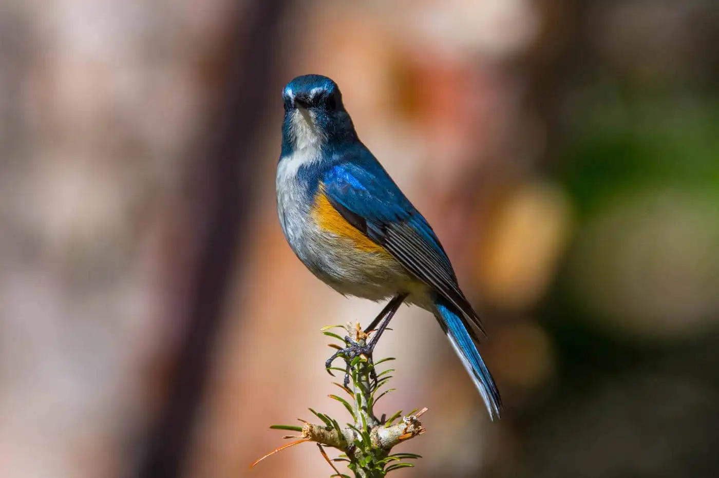 野鳥写真・ルリビタキの写真