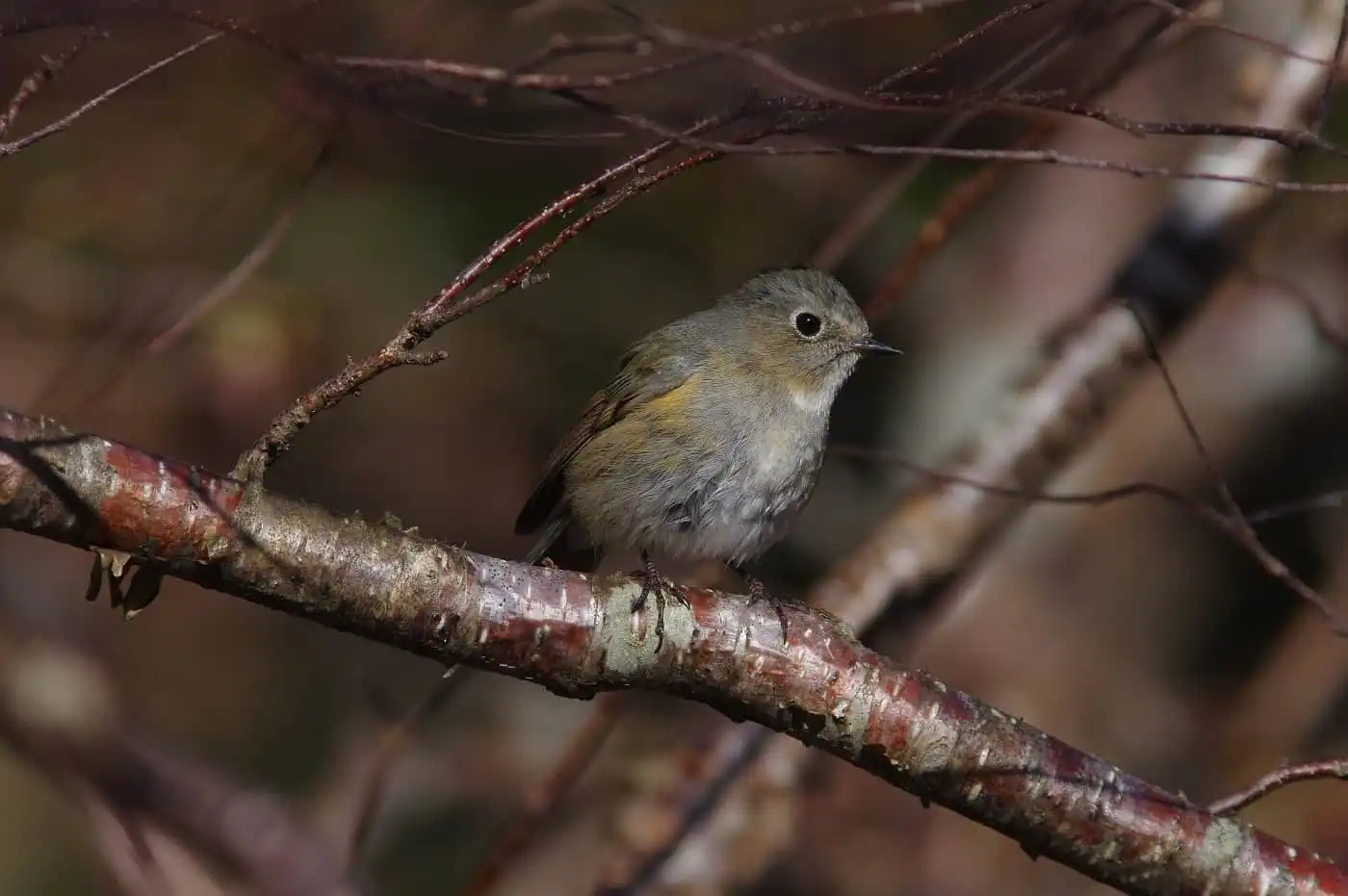 野鳥写真・ルリビタキの写真