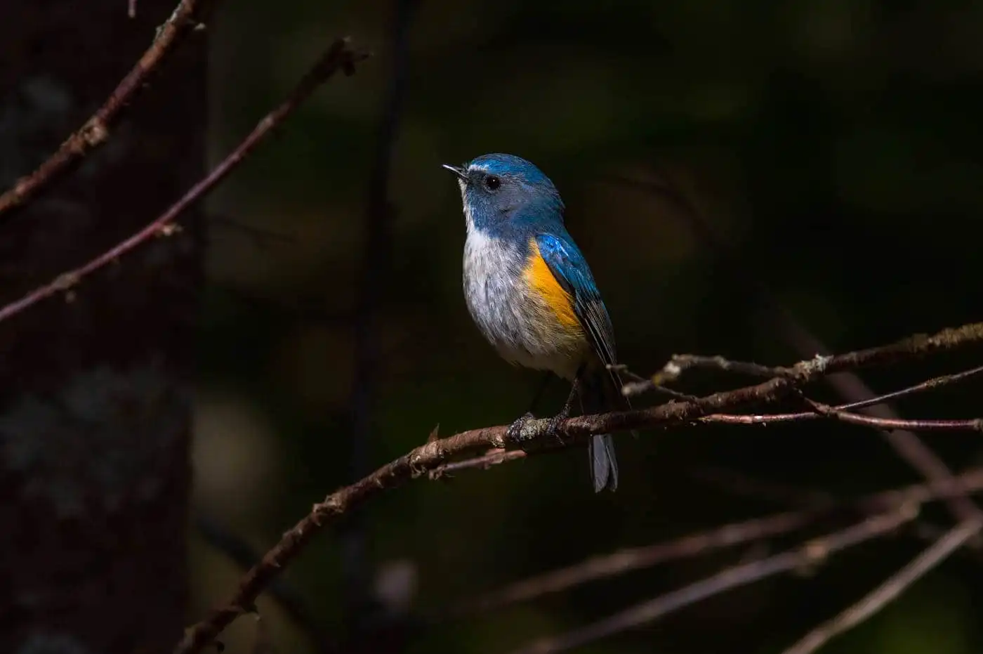 野鳥写真・ルリビタキの写真