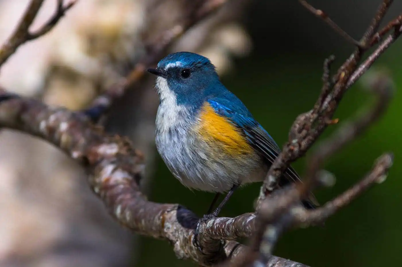 野鳥写真・ルリビタキの写真