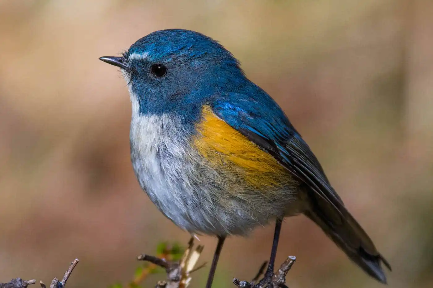 野鳥写真・ルリビタキの写真