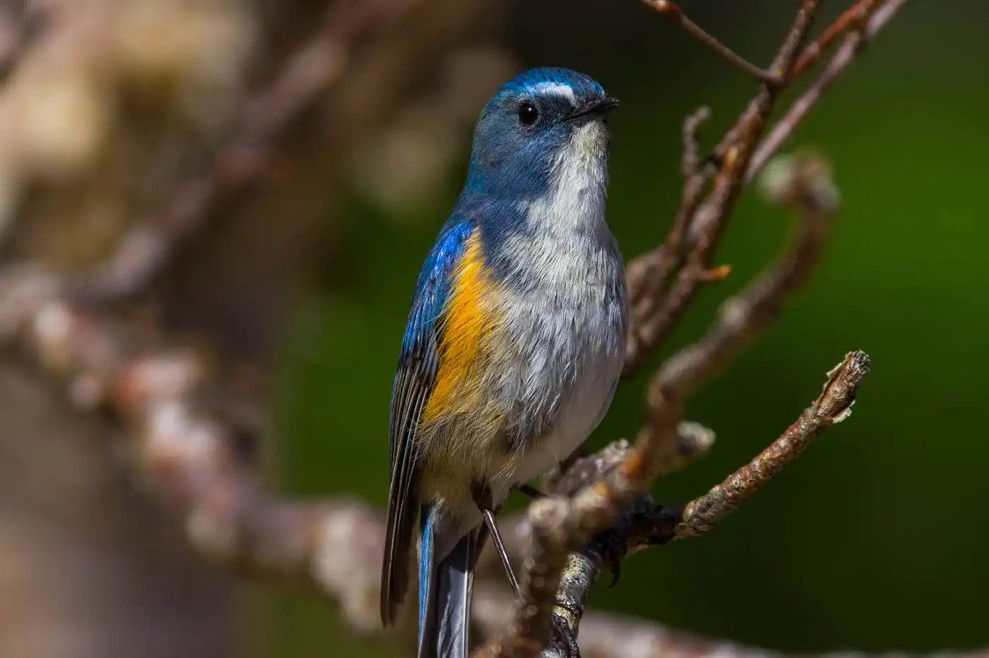 野鳥写真・ルリビタキの写真