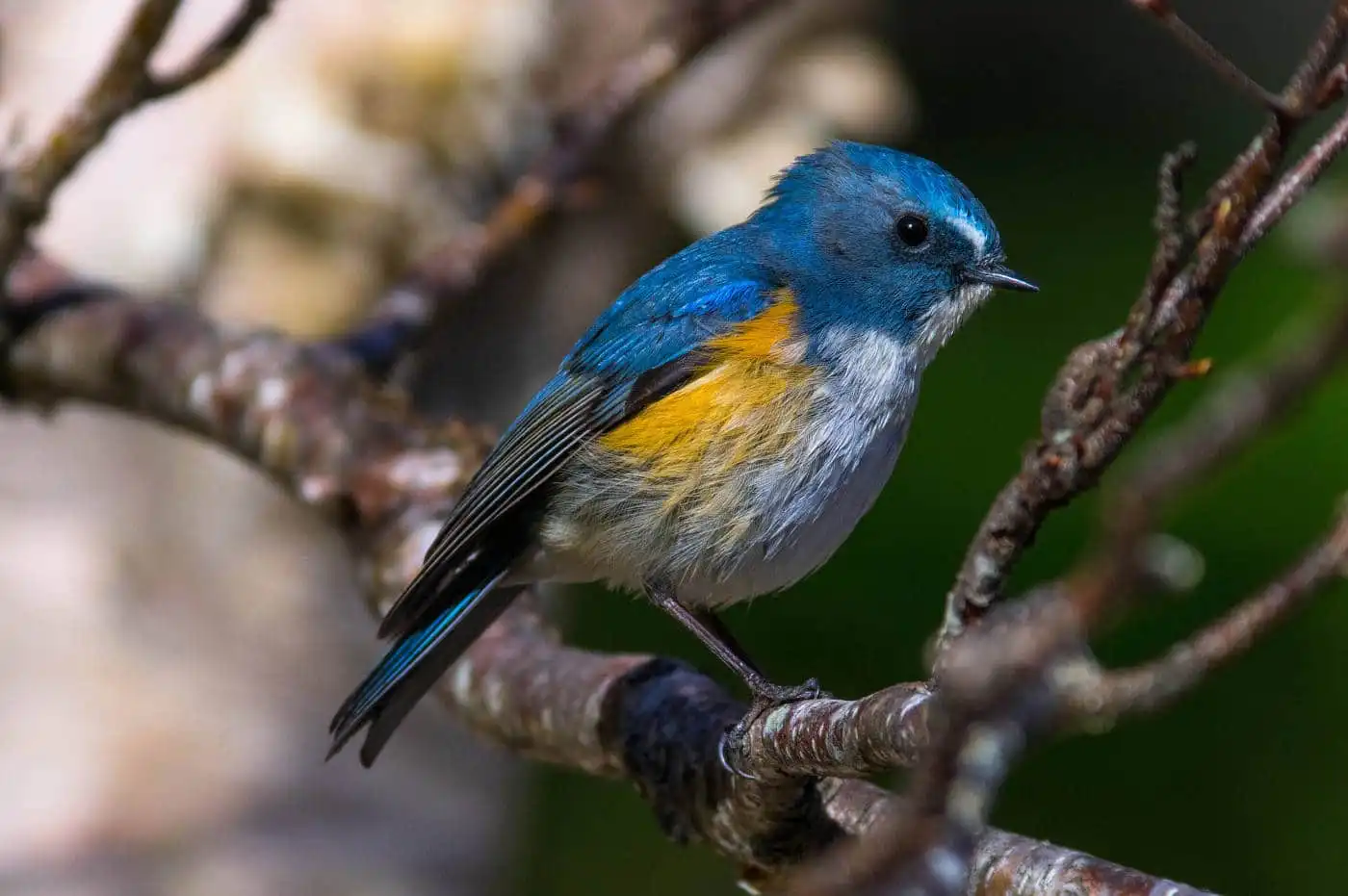 野鳥写真・ルリビタキの写真