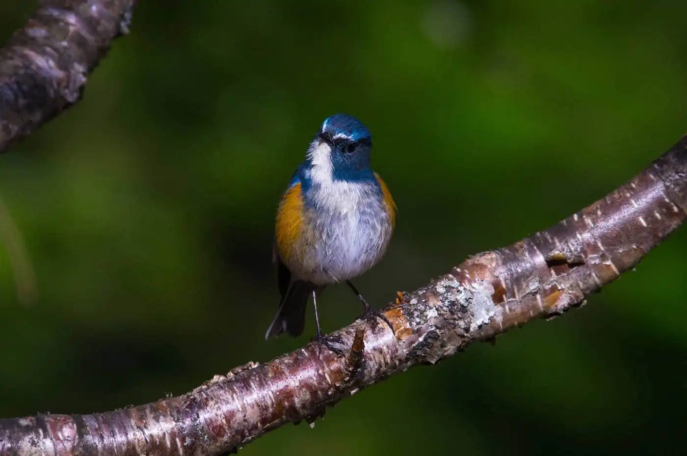 野鳥写真・ルリビタキの写真