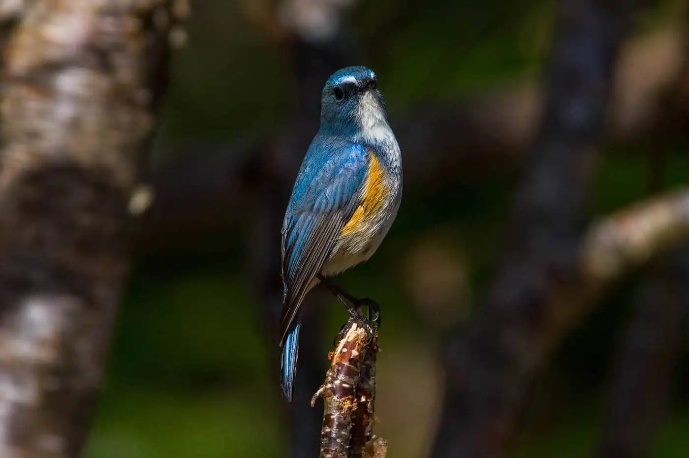 野鳥写真・ルリビタキの写真