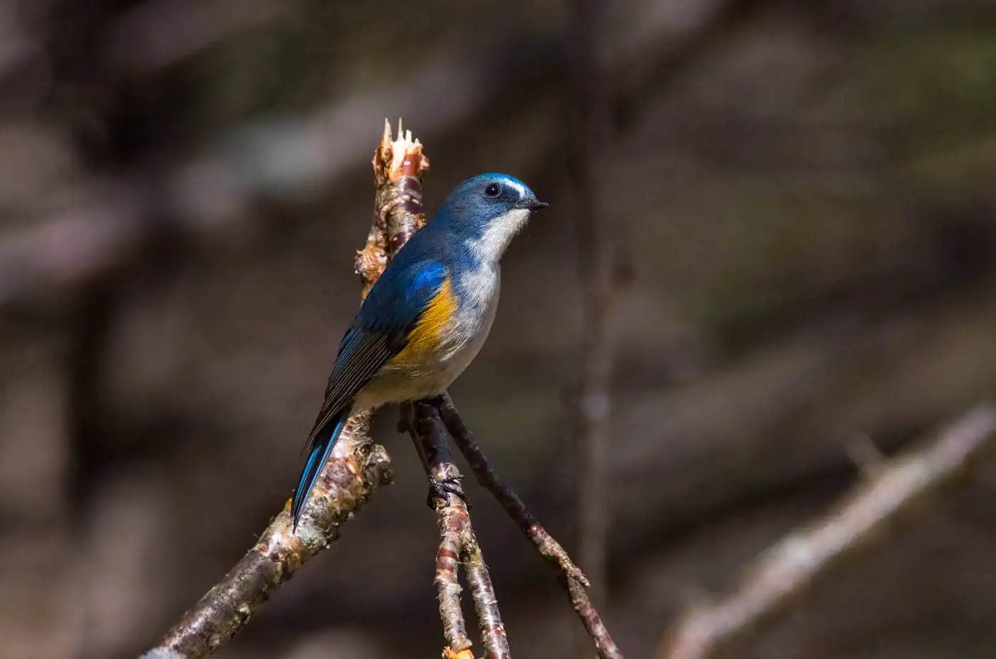 野鳥写真・ルリビタキの写真