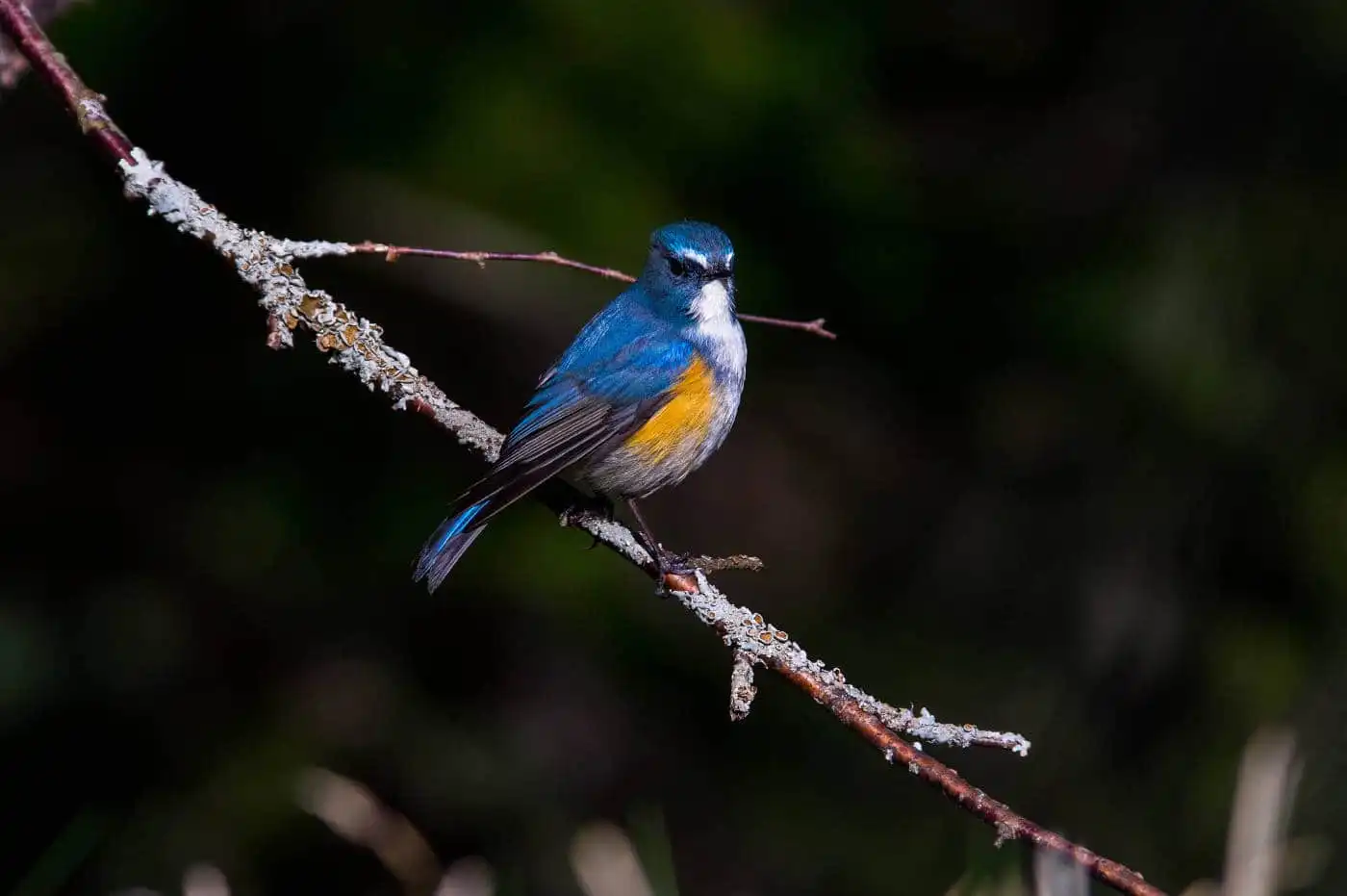 野鳥写真・ルリビタキの写真